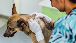 Common Skin Conditions in Dogs and How to Treat Them