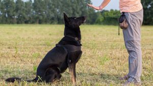 Training Your Dog: Proven Techniques for Teaching Basic Commands and EstablishingGood Behavior